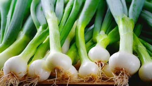 Vegetable, spring onion or spring onion, also known as winter onion, Allium fistulosum