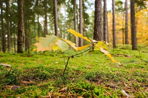 Norway maple (Acer platanoides) tree colored, young, in a forest in autumn, Bavaria, Germany,