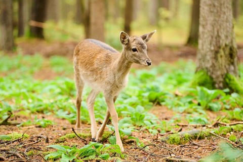 European fallow deer (Dama dama) hind walking in a forest, Bavaria, Germany, Europe
