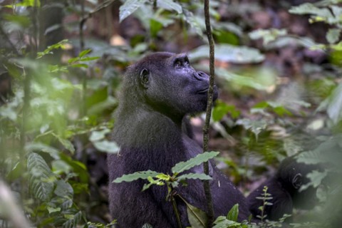 Western lowland gorilla (Gorilla gorilla gorilla) near the Baï-Hokou forest clearing, female,