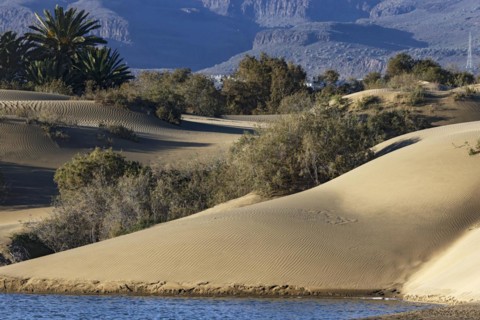 Nature reserve Dunes of Maspalomas, small lagoon La Charca de Maspalomas and sand dunes in the