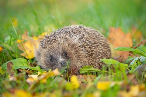 European hedgehog (Erinaceus europaeus) adult animal on an urban garden grass lawn with fallen