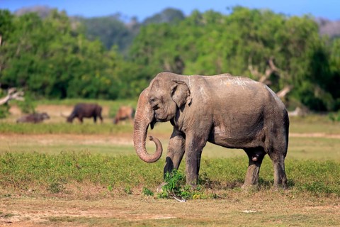 Asian elephant (Elephas maximus maximus), Sri Lankan elephant, adult male feeding, Yala National