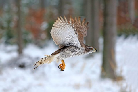 Goshawk (Accipiter gentilis), adult in winter, flying in the snow, Zdarske Vrchy, Bohemian-Moravian