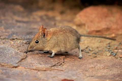 Short-eared elephant shrew, (Macroscelides probosideus), adult, foraging, Mountain Zebra National