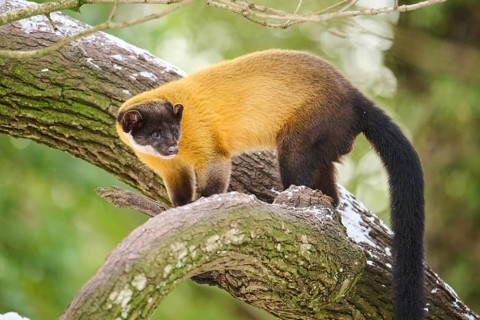 Yellow-throated marten (Martes flavigula) on a tree in winter, Germany, Europe
