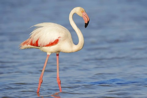 Greater flamingo (Phoenicopterus roseus), Camargue, Provence, southern France