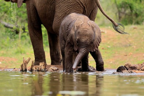 African elephant (Loxodonta africana), young animal, calf, baby elephant, mother, young animal with