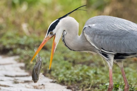 Grey heron (Ardea cinerea) lifting a fish with its beak along a stony path, Hesse, Germany, Europe