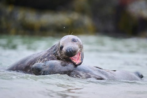 Grey seal (Halichoerus grypus) playing with each other in the water, sea, Düne, Helgoland,