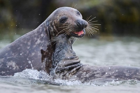Grey seal (Halichoerus grypus) playing with each other in the water, sea, Düne, Helgoland,