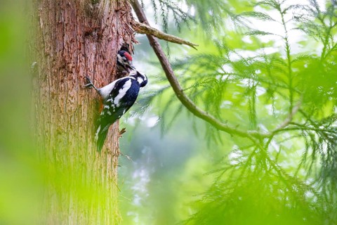 Great spotted woodpecker (Dendrocopos major), female feeds almost fledged young bird in the