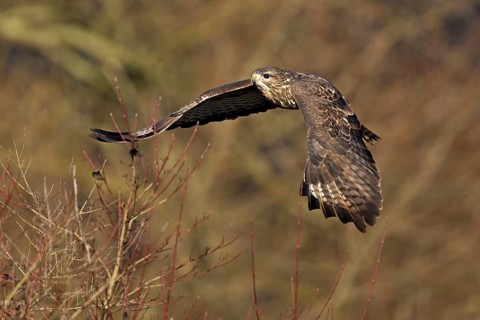Common buzzard (Buteo buteo), in flight, Switzerland, Europe