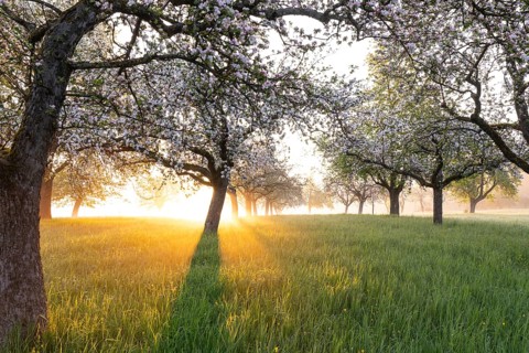 Fresh blossom, morning light, ground mist... simply magical! Foothills orchard meadow in bloom -