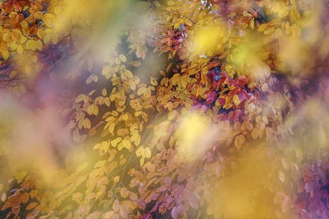 Soft, dreamy depiction of colourful autumn leaves in yellow and purple, Lower Rhine, Willich