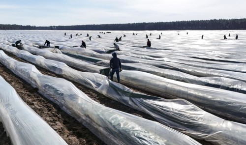 The first asparagus is harvested from a foil-covered asparagus field, Beelitz, 26/03/2024
