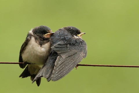 Barn Swallow (Hirundo rustica) juvenile, Lower Saxony, Germany, Europe