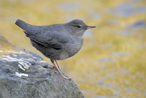 American Dipper (Cinclus mexicanus), British Columbia, Canada, North America