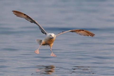 Northern Fulmar (Fulmarus glacialis) flying, Iceland, Europe
