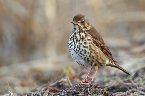 Song Thrush (Turdus philomelos), Saxony-Anhalt, Germany, Europe