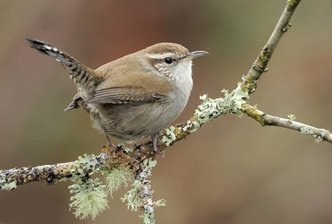 Bewick's Wren (Thryomanes bewickii), Canada, North America