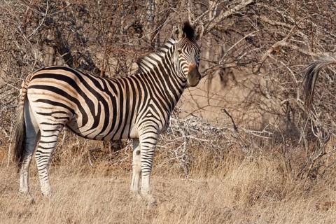 Burchell's zebra (Equus quagga burchellii), adult, standing in dry grass, looking at camera, animal