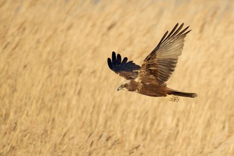 Western Marsh Harrier (Circus aeruginosus) female flying, Netherlands