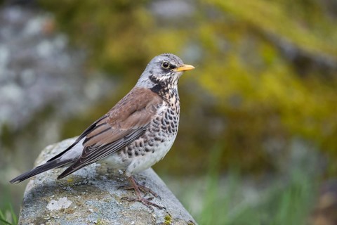 Fieldfare (Turdus pilaris) perched on a stone, Sweden, Europe
