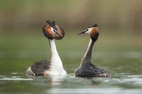 Great Crested Grebe (Podiceps cristatus) pair displaying, North Rhine-Westphalia, Germany, Europe