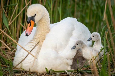 Mute swan (Cygnus olor) with chicks in the nest, Rosensteinpark, Stuttgart, Baden-Württemberg,