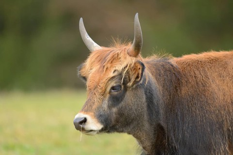 Close-up of a aurochs or ure (Bos primigenius) in autumn in the bavarian forest