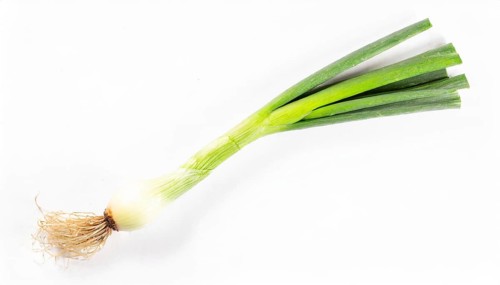 Vegetable, spring onion or spring onion, also known as winter onion, Allium fistulosum