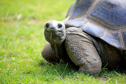 Aldabra giant tortoise, giant tortoise (Aldabrachelys gigantea), adult, feeding, portrait,