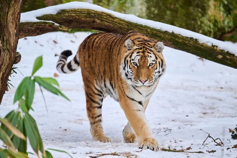 Siberian tiger (Panthera tigris altaica) walking in the snow in winter, captive, Germany, Europe