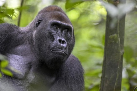 Western lowland gorilla (Gorilla gorilla gorilla), male, silverback, Baï-Hokou, Dzanga-Ndoki