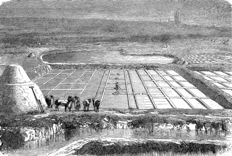 Salt extraction, salt works on the Mediterranean in Italy, in 1870, Historical, digital