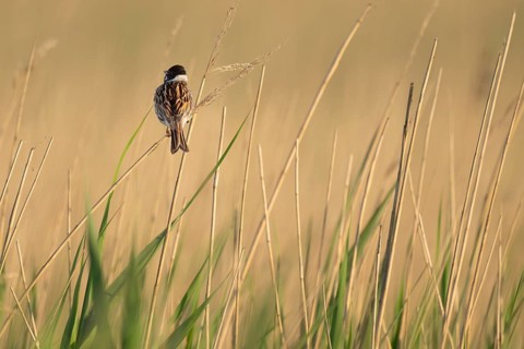 Reed bunting (Emberiza schoeniclus), male sitting on a reed, animal portrait, Bagges Dæmning,