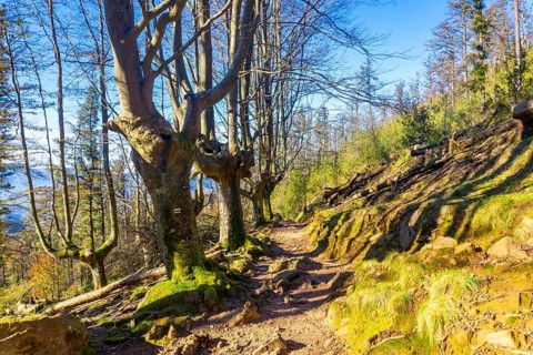 A green beech forest on the top of Mount Adarra in Urnieta. Gipuzkoa, Basque Country