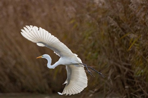 Great White Egret (Egretta alba) Germany
