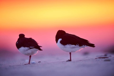 Eurasian oystercatcher (Haematopus ostralegus) on the beach at sunset, Düne, Helgoland,