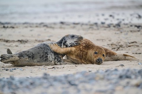 Grey seal (Halichoerus grypus) playing with each other on the beach, Düne, Helgoland,