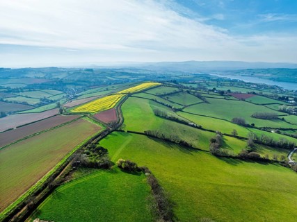Rapeseed fields over the River Teign from a drone, Teignmouth, Shaldon, Devon, England, United