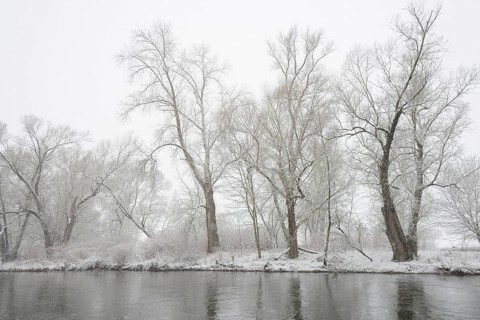Winter landscape by a river, willows (Salix) on the bank in heavy snowfall, North Rhine-Westphalia,