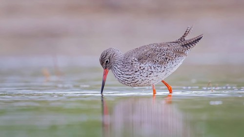 Common redshank (Tringa totanus) Snipe bird, searching for food in the mud, shallow water zone,