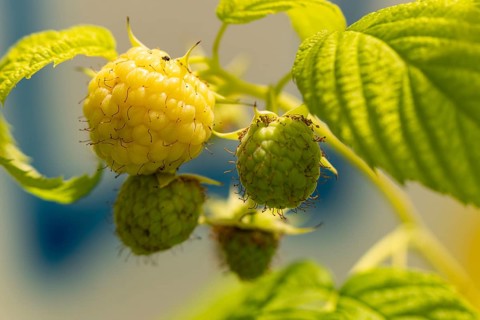 Close-up of yellow and green raspberries (Rubus idaeus) on the bush, ripening in the sun, Ternitz,