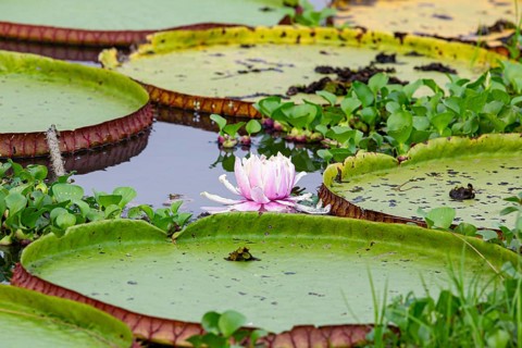 Giant water lily (Victoria amazonica) Pantanal Brazil
