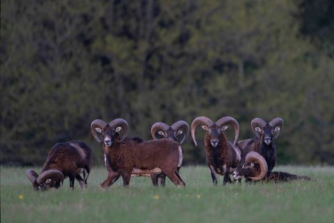 European mouflon (Ovis gmelini musimon, Syn.: Ovis orientalis musimon, Ovis aries musimon),