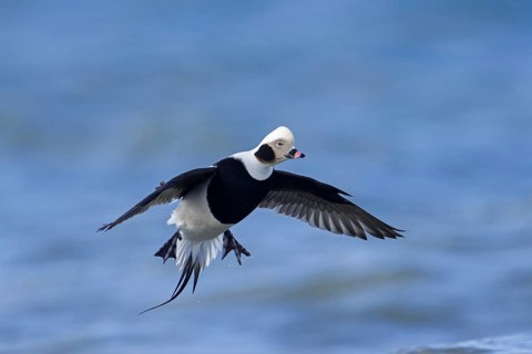 Long-tailed duck (Clangula hyemalis, Anas hyemalis) flying male in non-beeding plumage landing in