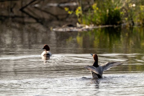 Common Pochard (Aythya ferina), male, Vulkaneifel, Rhineland-Palatinate, Germany, Europe
