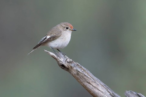 Red-capped Robin (Petroica goodenovii) female perched on a branch, South Australia, Australia,